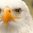 Luchs, Bär und Seeadler – Die Anholter Schweiz bot “tierisches” Vergnügen Das Osterwochenende hatte beileibe nichts frühlingshaftes. Dennoch nutzten viele Besucher trotz eisiger Temperaturen die Gelegenheit, die Anholter Schweiz zu erkunden....
