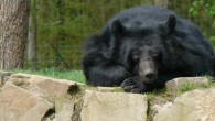 „Wir wollen doch neu anfangen“, sagte Peter Leers nach seiner Wahl zum ersten Vorsitzenden der International Bear Federation (IBF). Seiner...