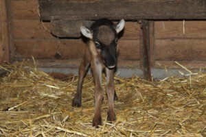 Noch auf etwas wackeligen Beinen steht das kleine Rentiermädchen