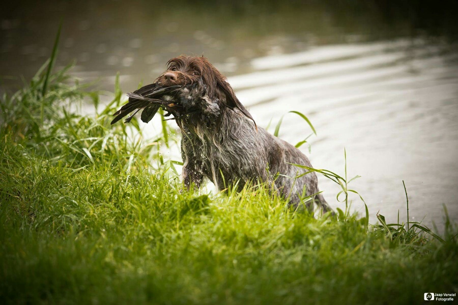 Foto: Jaap Verwiel