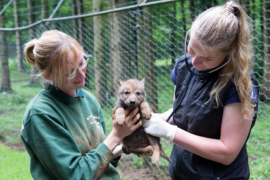 Tierärztin Anne Brömmling (rechts) untersuchte die jungen Wölfe mit Unterstützung von Tierpflegerin Sandra Kühn.