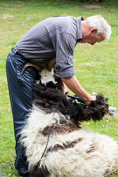 Benny Grootenhuis beim Scheren eines Schafes