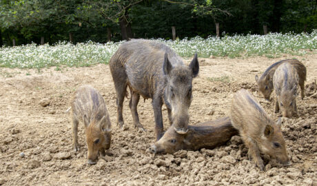 Wildschwein