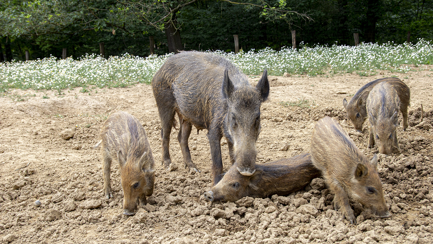 Wildschwein