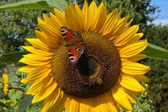 Schmetterling auf Sonnenblume