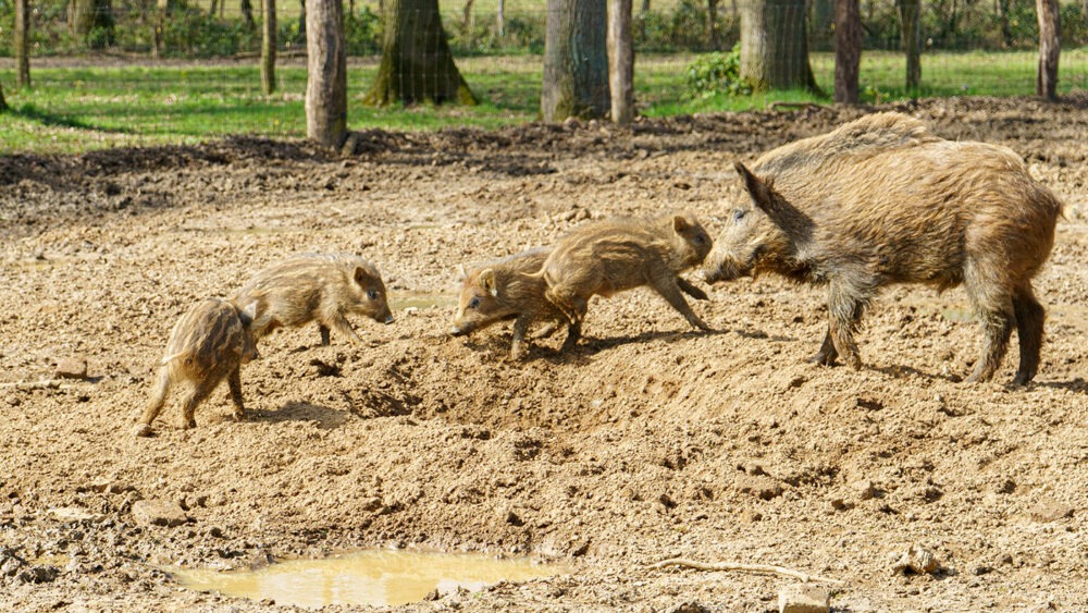 Spielende Wildschweinkinder