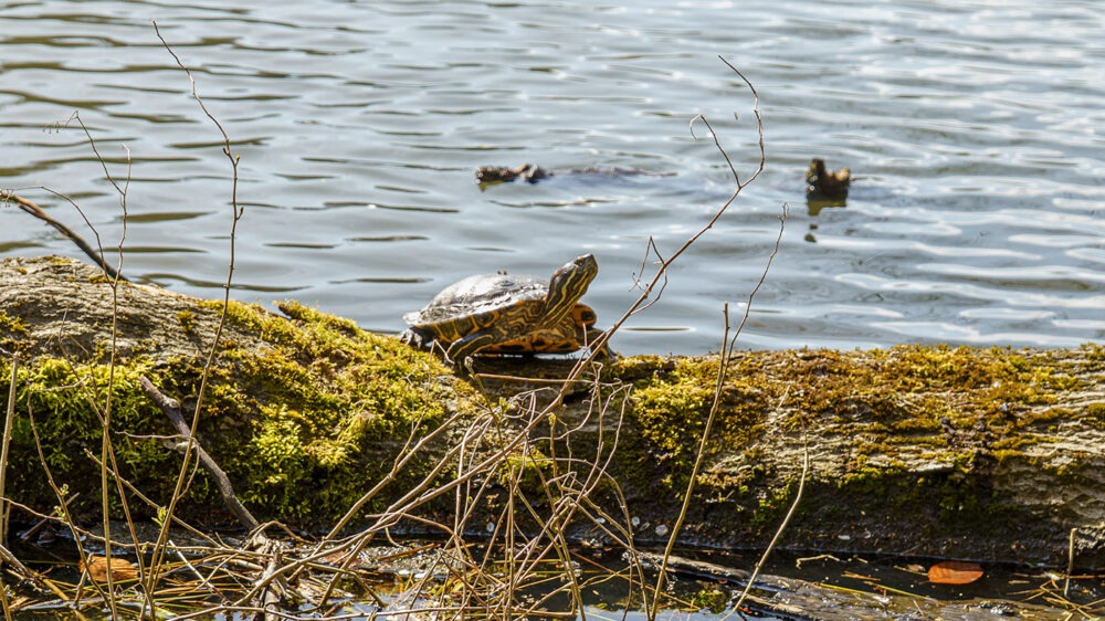 Schildkröten beim Sonnenbad